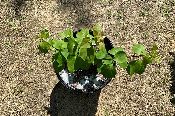 White Bougainvillea with little growth.