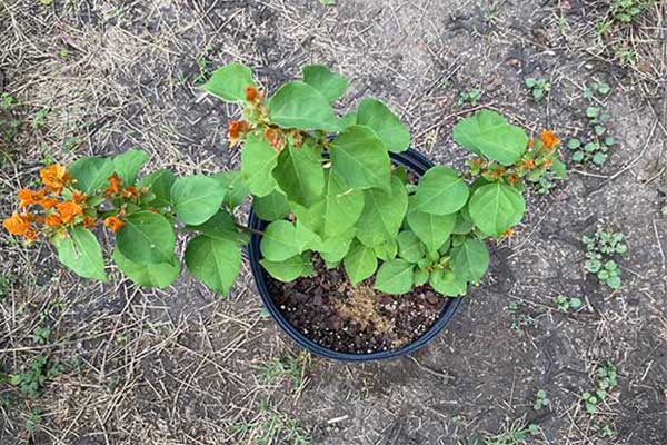 Bougainvillea growing a few orange bracts.