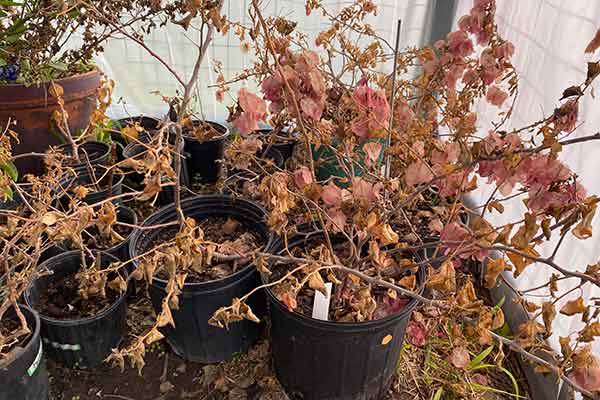 Bougainvillea freeze damage in pot.