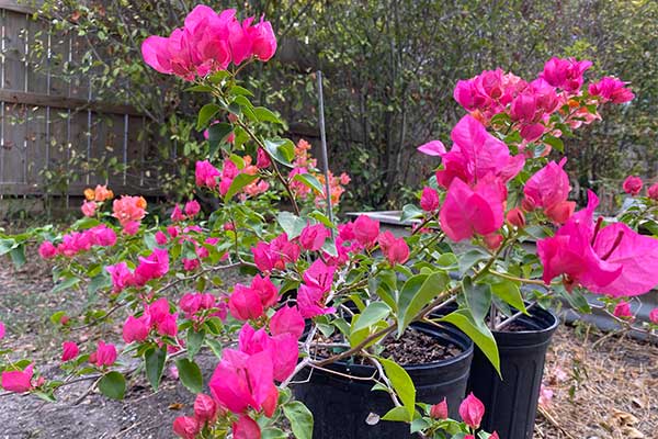 Blooming Bougainvilleas in black pots.