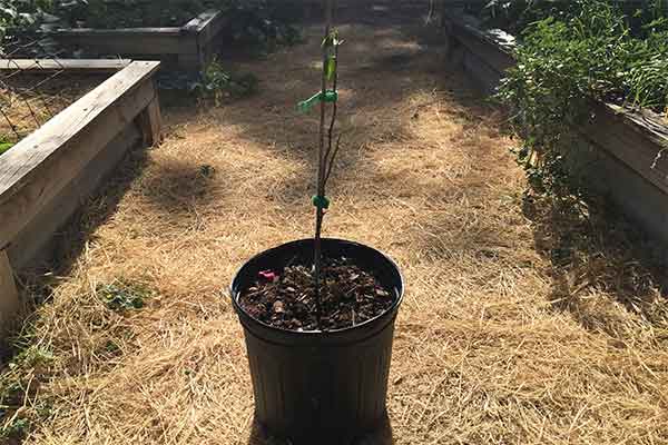 Bougainvillea in a pot that has been pruned.