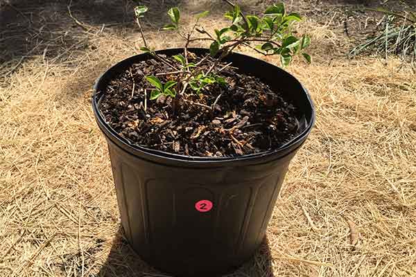 Bougainvillea in a pot that has been pruned.