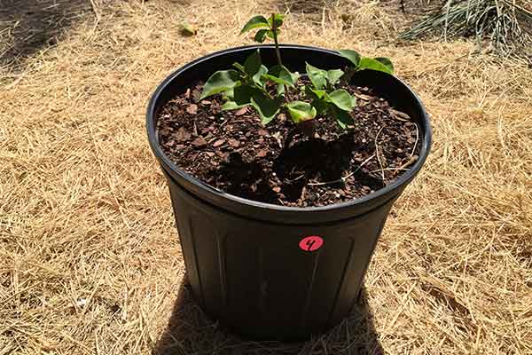 Bougainvillea in a pot.