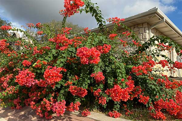 Bougainvilleas at church.